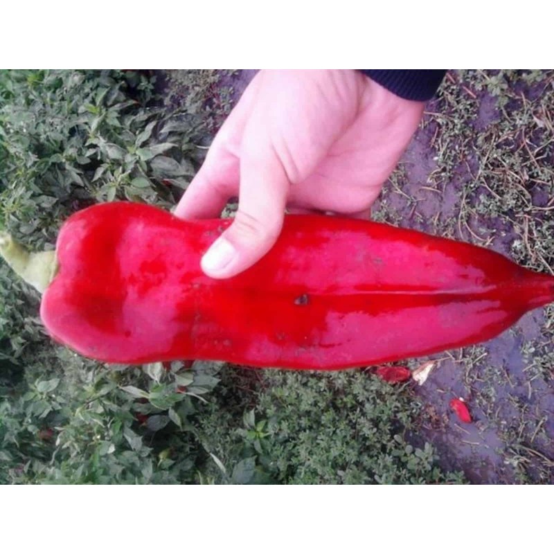 Price: €1.65 - Σπόροι γλυκού πιπεριού DUKAT - 