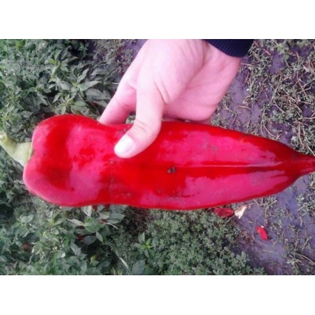 Price: €1.65 - Σπόροι γλυκού πιπεριού DUKAT - 
