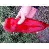 Semillas de pimiento dulce DUKAT
