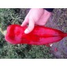 Price: €1.65 - Σπόροι γλυκού πιπεριού DUKAT - 