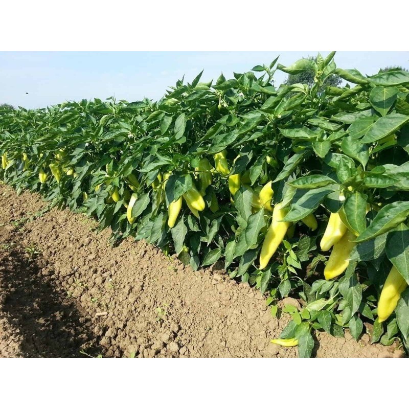 Price: €1.65 - Dukat paprika Fröer - 