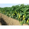 Price: €1.65 - Dukat paprika Fröer - 