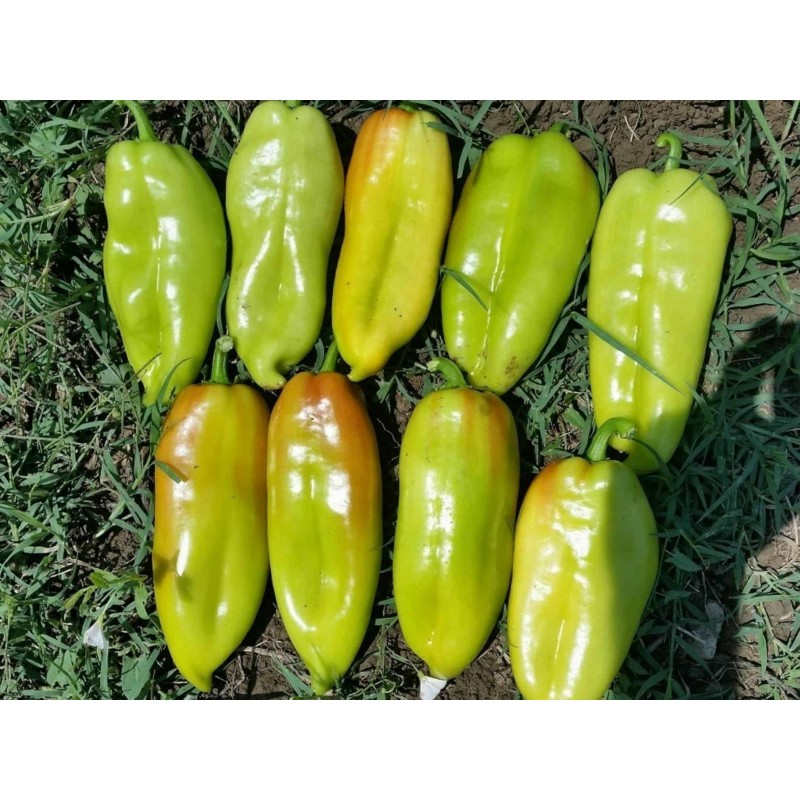 Price: €1.65 - Σπόροι γλυκού πιπεριού DUKAT - 