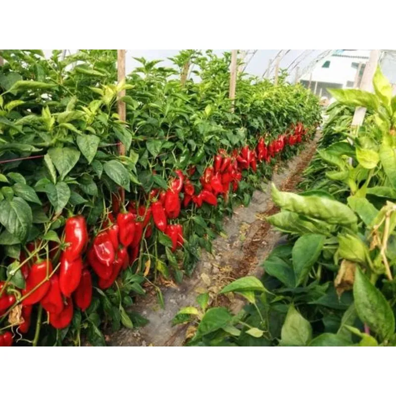 Semillas de pimiento dulce DUKAT