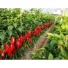 Semillas de pimiento dulce DUKAT