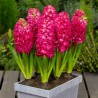 Price: €2 - Hyacinthus orientalis bulbs (different types) - 