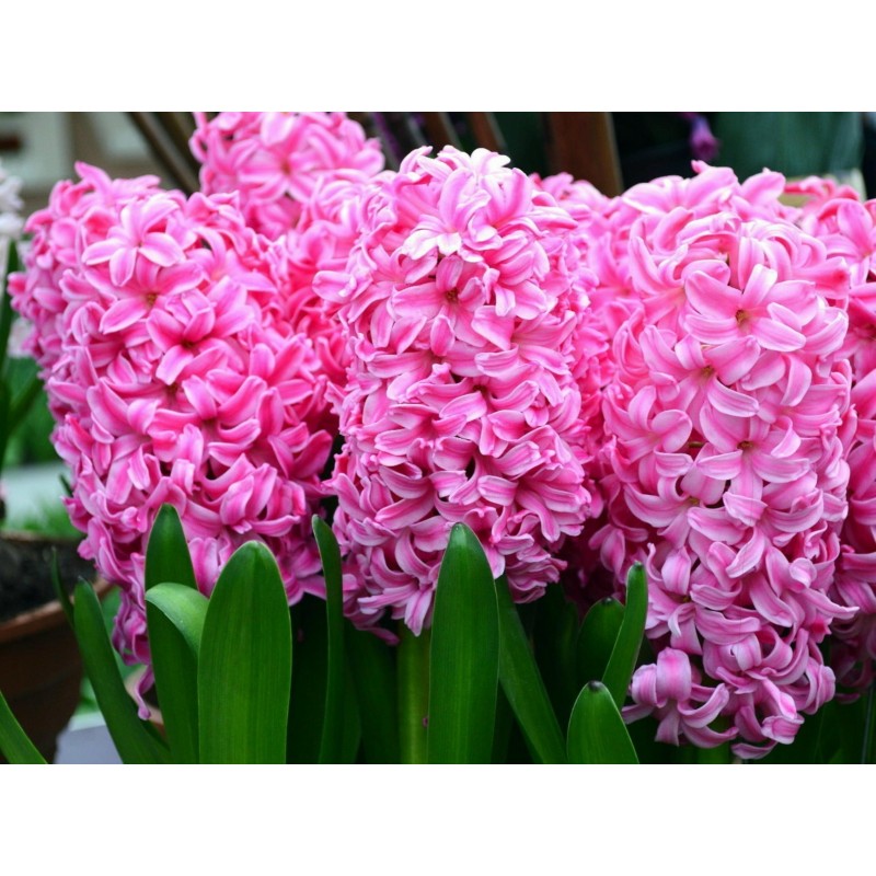 Bulbeuses de Hyacinthus (Différents types)