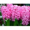 Bulbeuses de Hyacinthus (Différents types)