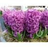 Bulbeuses de Hyacinthus (Différents types)