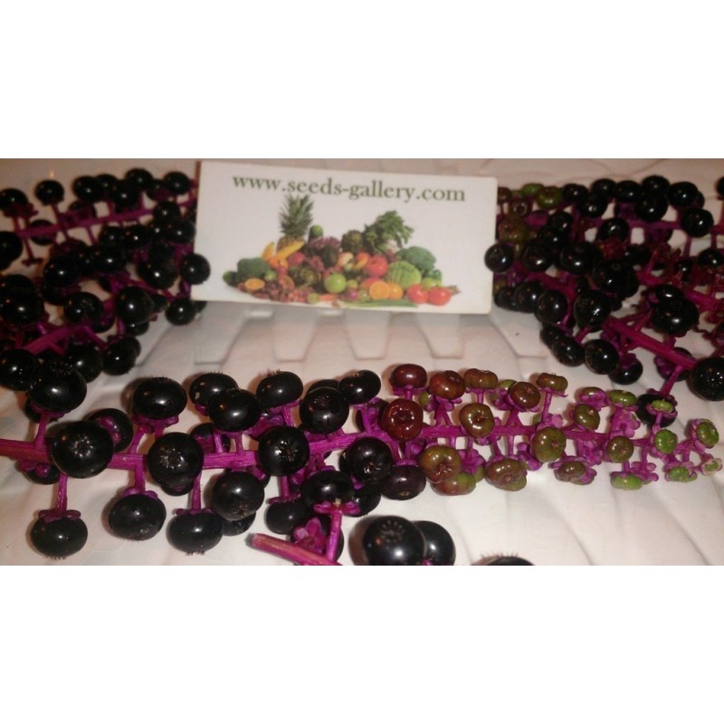 Semillas de Ombú Phytolacca Americana | 2,25 €