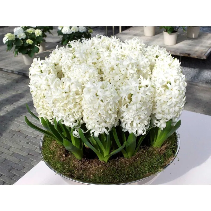 Hyacinthus orientalis bulbs (different types)