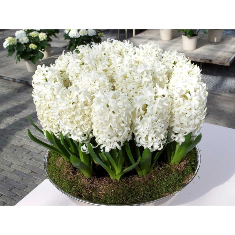 Hyazinthen 'Pink Pearl' Zwiebeln (Verschiedene Typen)