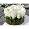 Bulbeuses de Hyacinthus (Différents types)
