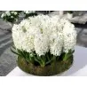 Hyacinthus orientalis bulbs (different types)