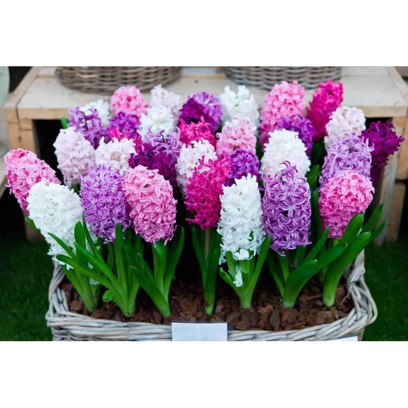 Hyacinthus orientalis bulbs (different types)