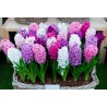 Bulbeuses de Hyacinthus (Différents types)