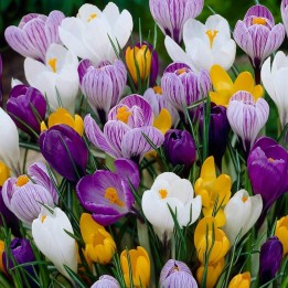 Crocus botaniska mix - Lök - 4.05