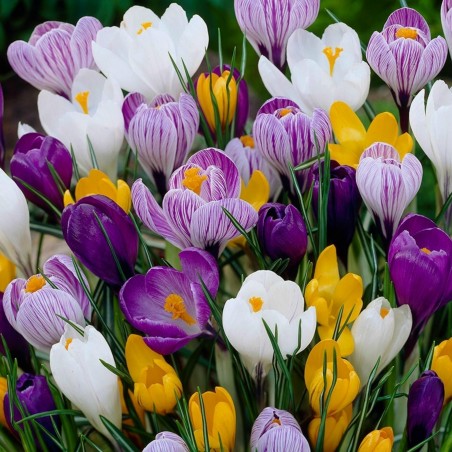 Crocus botanical mix - bulbs | 4.50 €