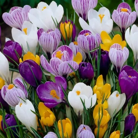 Crocus botanical mix - bulbs