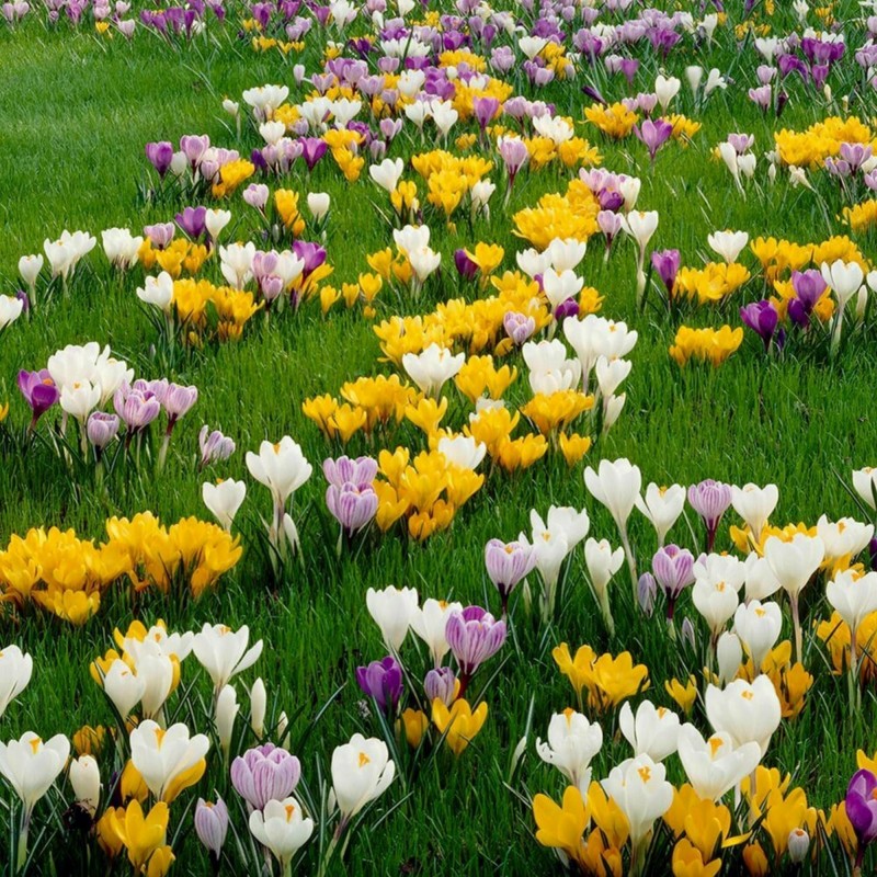 Crocus botanical mix - bulbs | 4.50 €