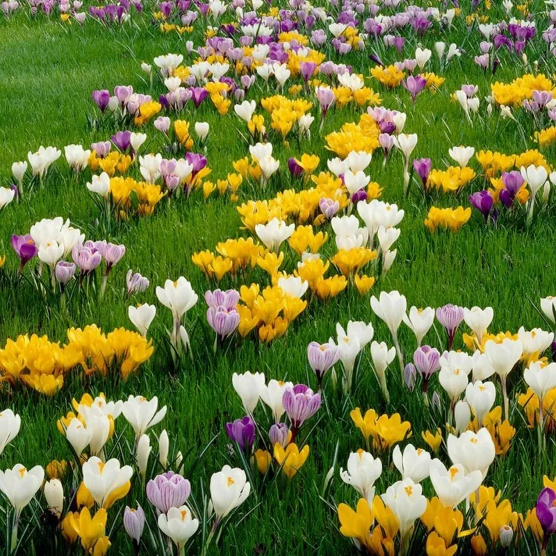 Crocus botanical mix - bulbs
