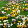 Crocus botanical mix - bulbs | 4.50 €