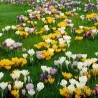 Crocus botanical mix - bulbs
