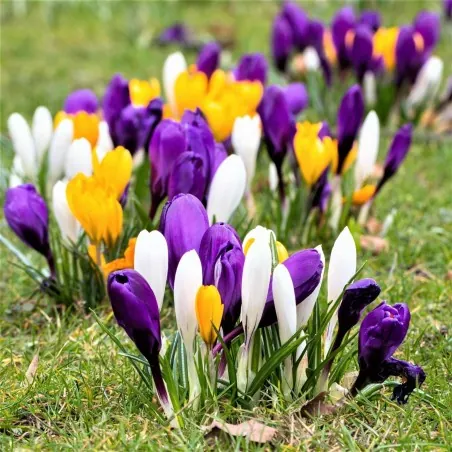 Mix botanique Crocus - bulbes