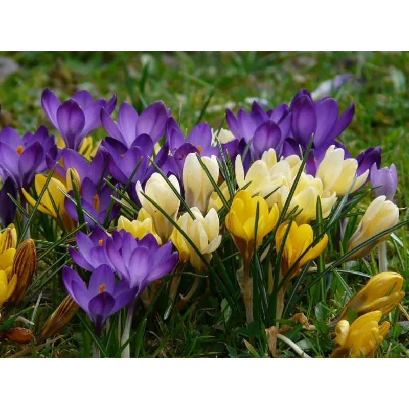 Mix botanique Crocus - bulbes