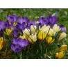 Crocus botanical mix - bulbs