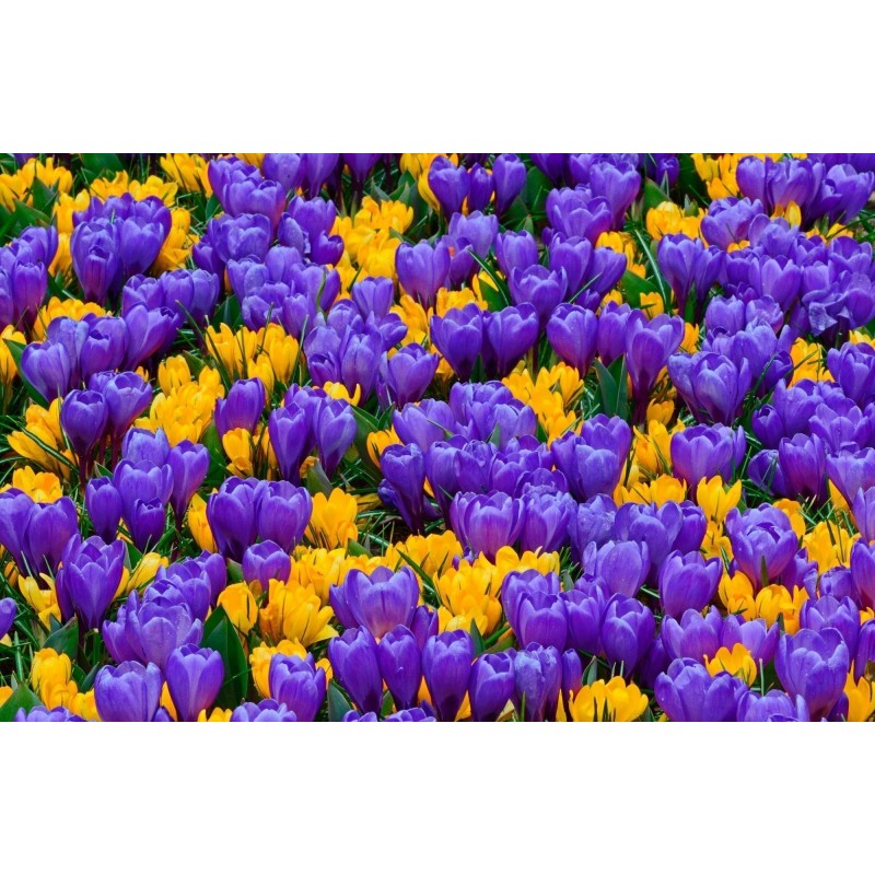 Crocus botanical mix - bulbs | 4.50 €