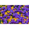 Crocus botanical mix - bulbs | 4.50 €
