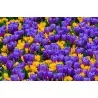Crocus botanicki mix - lukovice