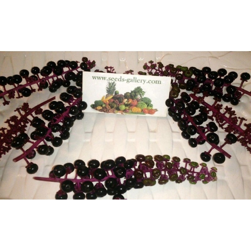 Semillas de Ombú Phytolacca Americana | 2,25 €