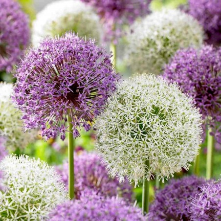 Giant leek Allium Sensation Mix - bulbs | 5,95 €