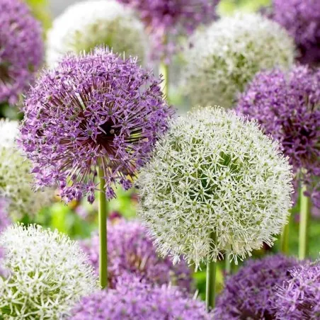 Giant purjolök Allium Sensation Mix - lökar