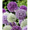 Giant leek Allium Sensation Mix - bulbs | 5,95 €