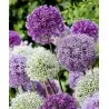 Giant purjolök Allium Sensation Mix - lökar