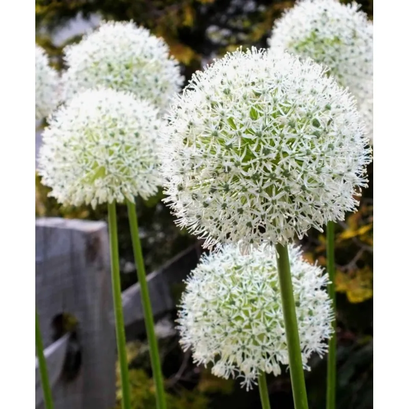 Giant purjolök Allium Sensation Mix - lökar