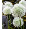 Giant leek Allium Sensation Mix - bulbs | 5,95 €