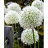 Giant purjolök Allium Sensation Mix - lökar