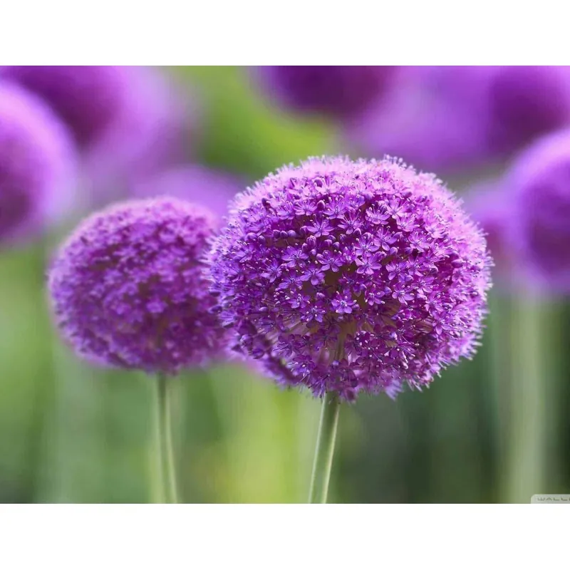 Giant purjolök Allium Sensation Mix - lökar
