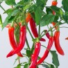 Price: €2.85 - Serbische scharfe Chili Samen Crvena Feferona - Seeds Gallery