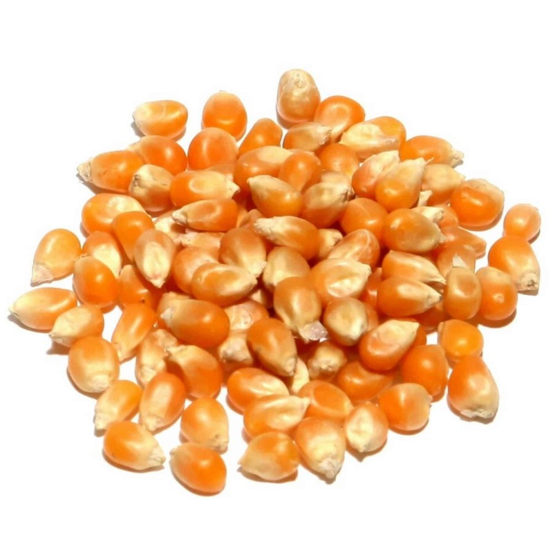 Popcorn 50 Samen - Züchten Sie Ihre eigenen | 1,95 €
