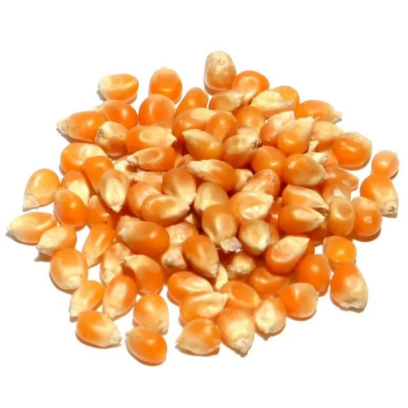 Popcorn 50 seeds - Grow your own