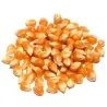 Popcorn 50 seeds - Grow your own