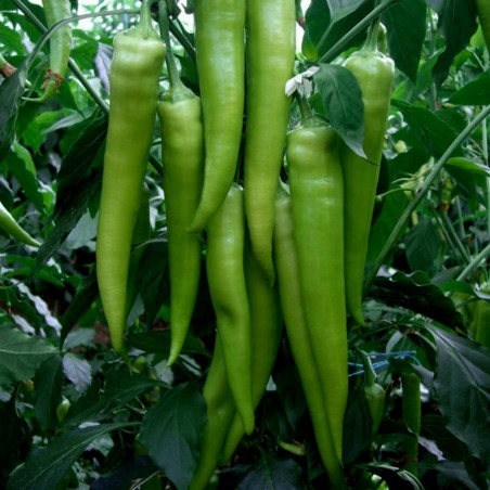 Price: €1.95 - Graines de piment serbe "Gourmet Hot" -