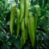 Price: €1.95 - “Gourmet Hot” Serbian hot pepper Seeds - 