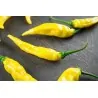 Semillas de pimiento Aji Pineapple