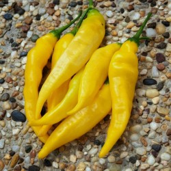 Price: €1.5 - Semillas de pimiento Aji Pineapple - Seeds Gallery